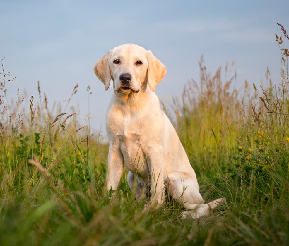 Labrador Retriever